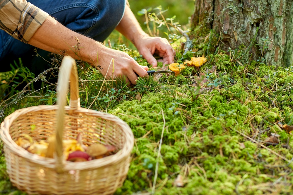 picking season and leisure people concept - close up of middle aged man with wicker basket and mushrooms in autumn forest. man with basket picking mushrooms in forest
