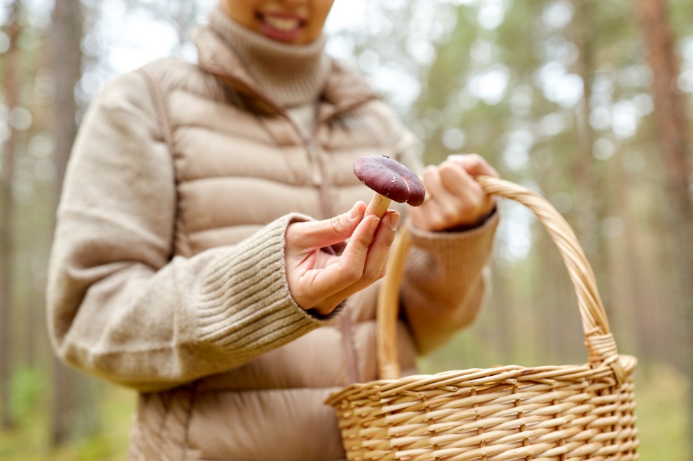 picking season, leisure and people concept - close up of young woman with basket and knife cutting chanterelle mushroom in autumn forest. woman picking mushrooms in autumn forest