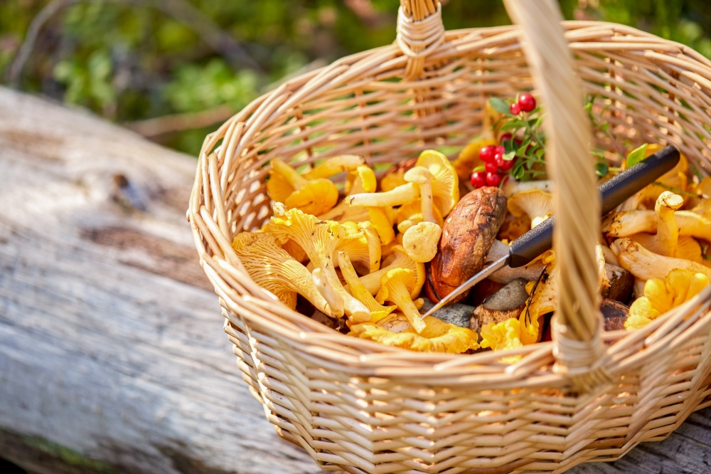 picking season and leisure concept - close up of basket with mushrooms and knife in forest. close up of mushrooms in basket in forest
