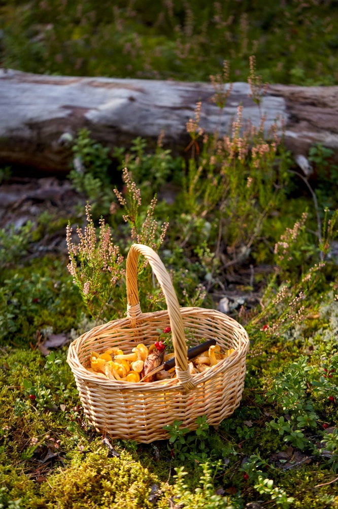 picking season and leisure concept - close up of mushrooms and berries in basket in forest. close up of mushrooms in basket in forest