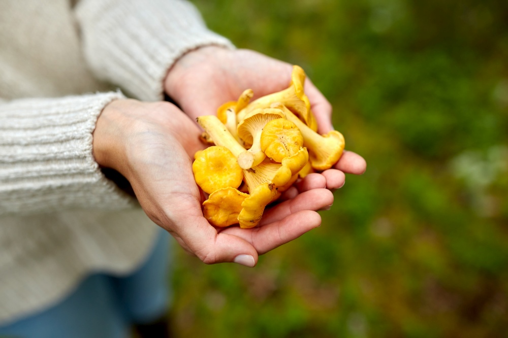 picking season, nature and forest concept - close up of young woman holding chanterelle mushrooms in hands. close up of woman holding chanterelle mushrooms