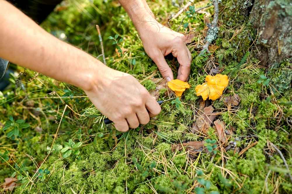 picking season and leisure people concept - close up of male hands with knife picking mushrooms in autumn forest. close up of man picking mushrooms in autumn forest