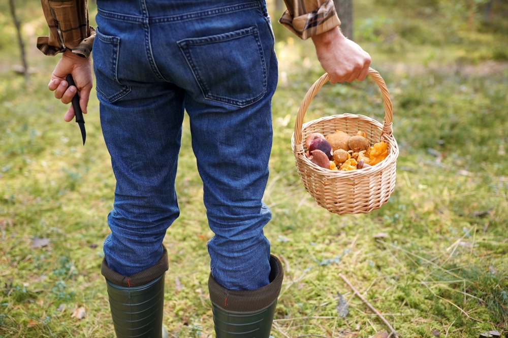 picking season and leisure people concept - close up of middle aged man with wicker basket of mushrooms in autumn forest. man with basket picking mushrooms in forest