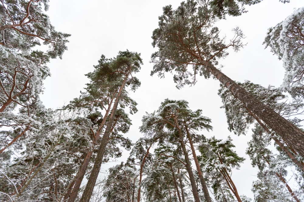 winter, nature and season concept - snowy pine forest in estonia. snowy pine forest in estonia in winter