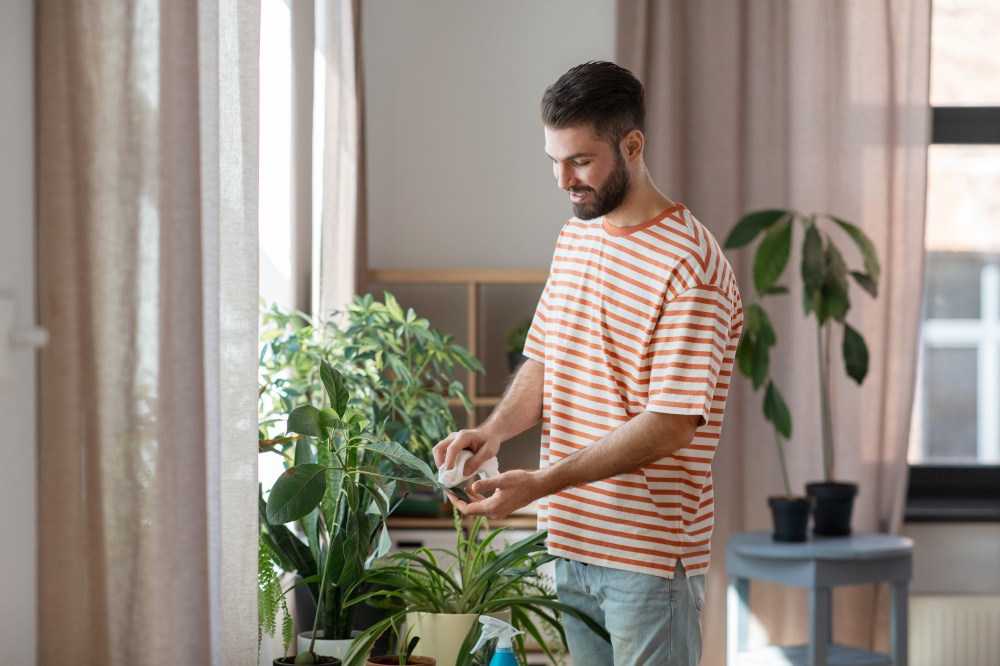 people, housework and care concept - happy man with tissue cleaning houseplant&rsquo;s leaves at home. man cleaning houseplant with tissue at home