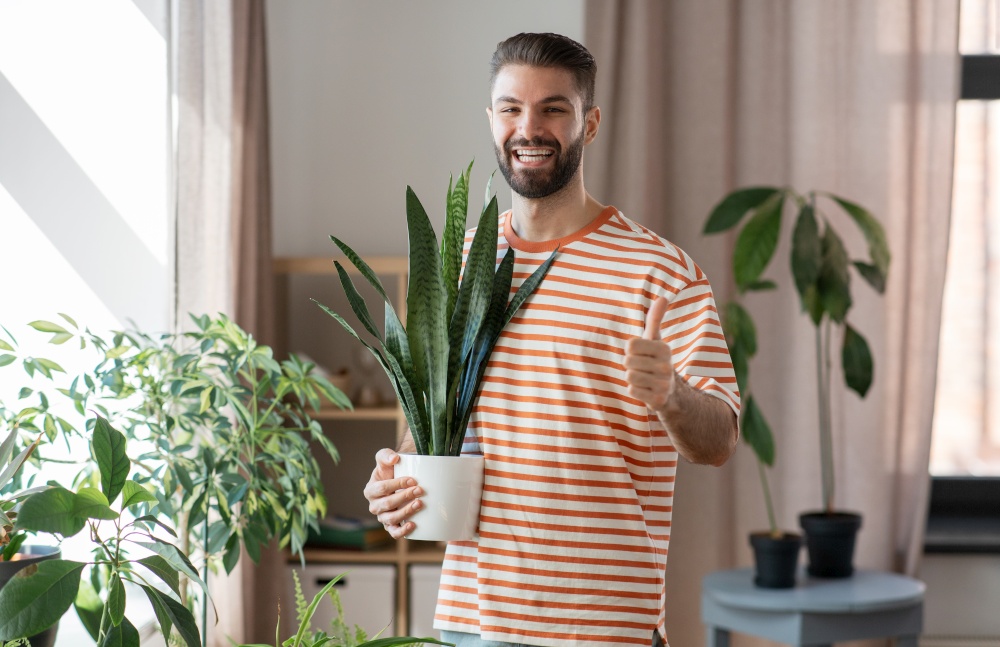 people, nature and plants concept - man holding flower in pot showing thumbs up gesture at home. man with flower in pot showing thumbs up at home