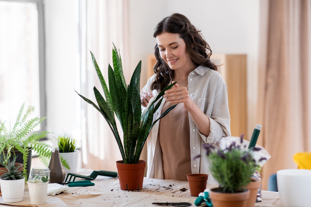 people, gardening and housework concept - happy woman cleaning sansevieria flower&rsquo;s leaves with wet tissue at home. woman cleaning flower&rsquo;s leaves with tissue at home