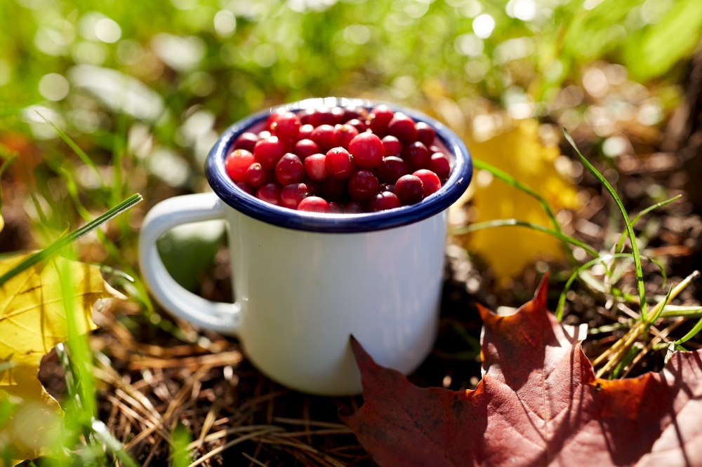 season, gardening and harvesting concept - ripe cranberries in camp mug and autumn maple leaves on grass. ripe cranberries in camp mug on grass in autumn