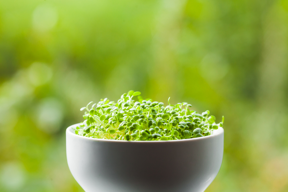 organic micro greens in a ceramic bowl against defocused green nature background. organic micro greens in a ceramic bowl