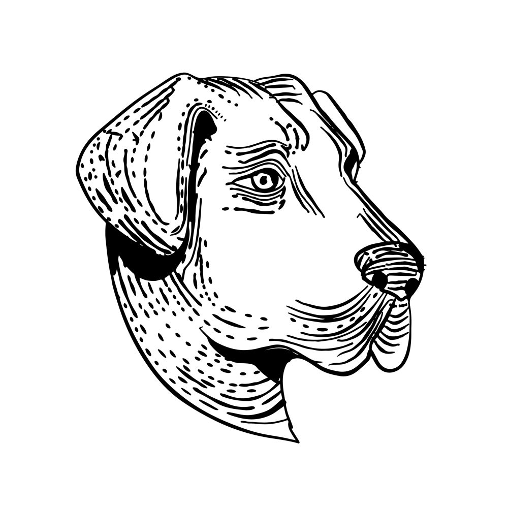 Etching style illustration of head of an Anatolian Shepherd Dog, a mountain dog breed that protects livestock viewed from side done on scraperboard scratchboard style in black and white.. Anatolian Shepherd Dog Etching Black and White