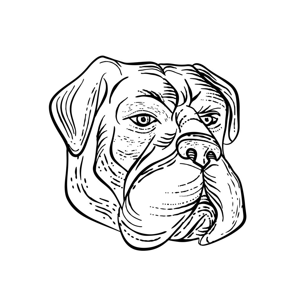 Etching style illustration of a bullmastiff, a large-sized domestic dog breed, with solid build and short muzzle like the molosser dog done on scraperboard scratchboard style in black and white.. Bullmastiff Head Black and White Etching