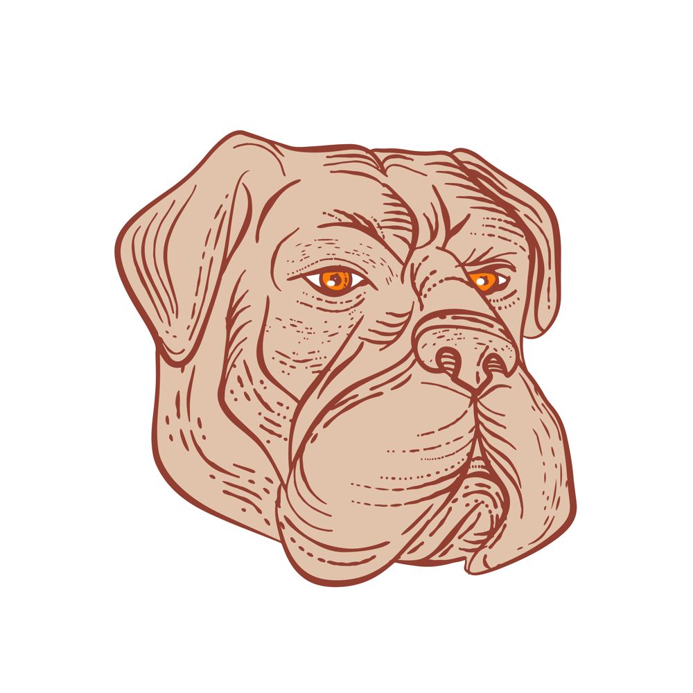 Etching style illustration of a bullmastiff, a large-sized domestic dog breed, with solid build and short muzzle like the molosser dog done on scraperboard scratchboard style in color.. Bullmastiff Head Etching Color