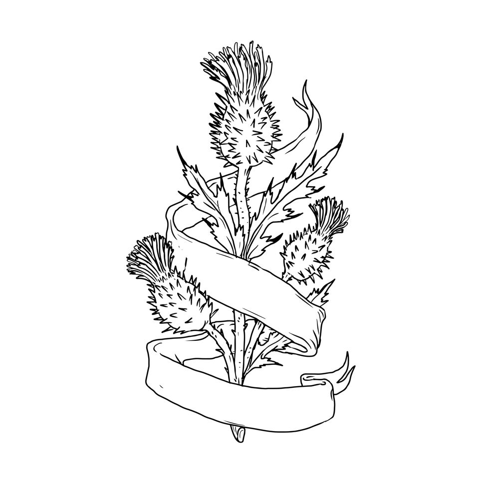 Drawing sketch style illustration of a Scottish thistle with ribbon or scroll wrap around on isolated white background.. Scottish Thistle With Ribbon Drawing Black and White