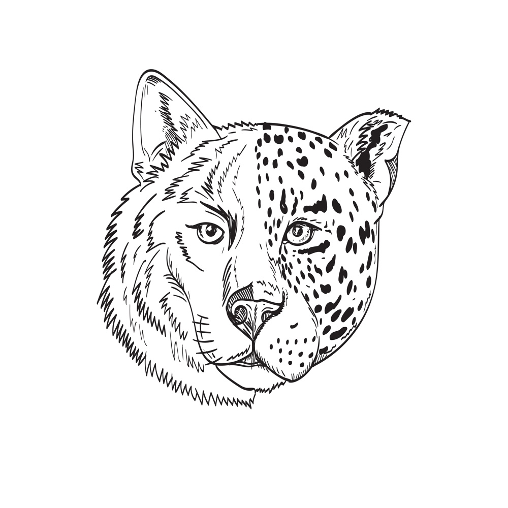 Drawing sketch style illustration head of a half timber wolf and half jaguar, panther or leopard viewed from front on isolated white background done in black and white.. Head of Half Timber Wolf and Half Jaguar Panther or Leopard Drawing Black and White