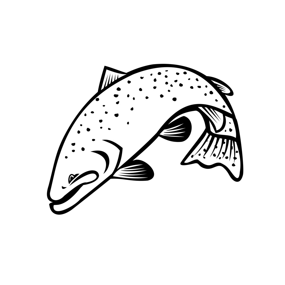 Cartoon style illustration of a steelhead, Columbia River redband trout or coastal rainbow trout bucking and jumping down on isolated background done in black and white.. Steelhead Columbia River Redband Trout or Coastal Rainbow Trout Jumping Cartoon Black and White