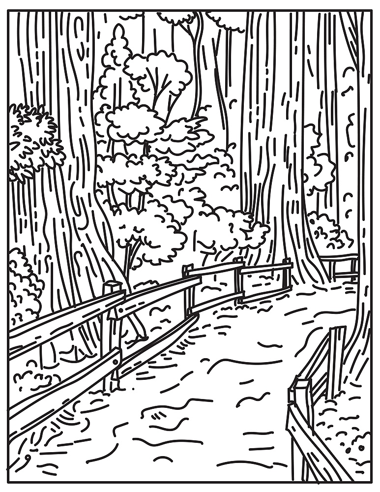 Mono line illustration of towering old-growth redwoods in Muir Woods National Monument part of Golden Gate National Recreation Area, California done in retro black and white monoline line art style.. Towering Old-Growth Redwoods in Muir Woods National Monument Part of Golden Gate National Recreation Area California United States Mono Line or Monoline Black and White Line Art