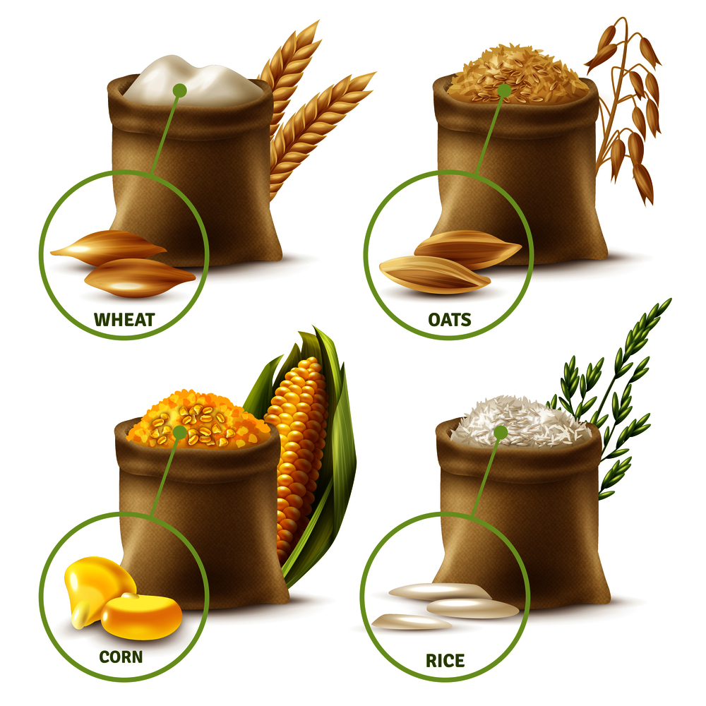 Set of agricultural cereals including sacks with wheat flour, oat, corn and rice isolated vector illustration. Agricultural Cereals Set
