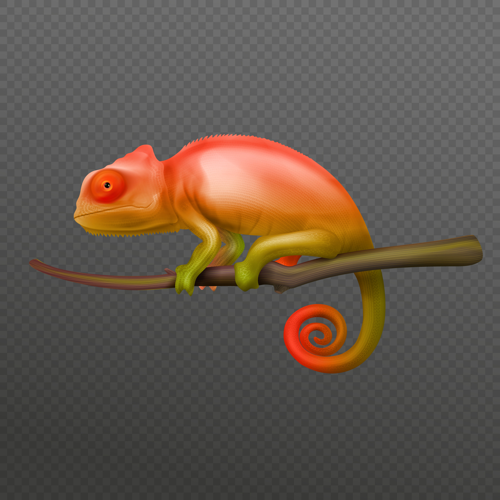 Orange green chameleon lizard sitting on branch closeup isolated realistic image dark transparent background vector illustration. Chameleon Realistic Transparent