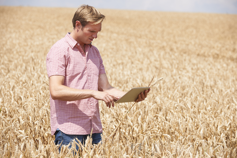 Farmer With Digital Tablet Examining Wheat Crop In Field