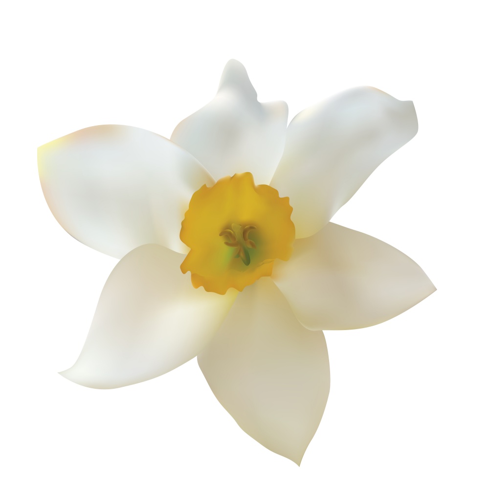 Narcissus Flower Isolated on White Background. Vector Illustration EPS10. Narcissus Flower Isolated on White Background. Vector Illustration