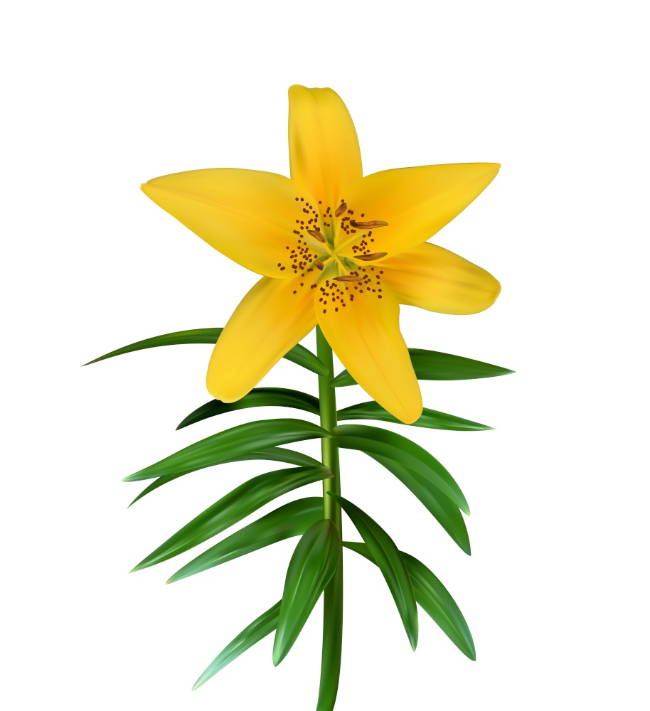 Colorful yellow naturalistic lily flower on green stem on white background. Vector Illustration. EPS10. Colorful yellow naturalistic lily flower on green stem on white background. Vector Illustration