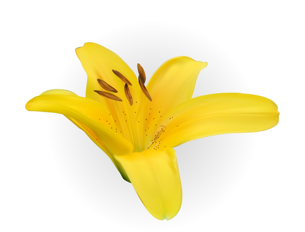 Colorful blossoming yellow naturalistic lily flower on white background. Vector Illustration. EPS10. Colorful blossoming yellow naturalistic lily flower on white background. Vector Illustration