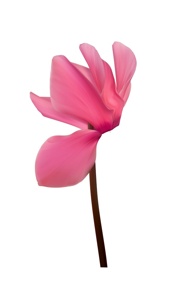 Realistic Natural Cyclamen Flower Isolated on White Background. Vector Illustration EPS10. Realistic Natural Cyclamen Flower Isolated on White Background. Vector Illustration