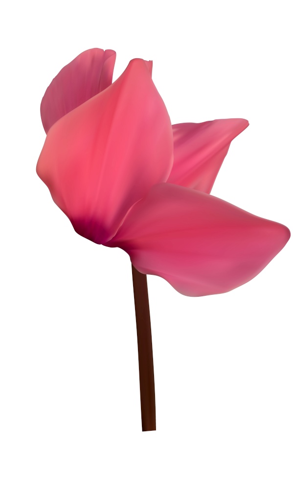 Realistic Natural Cyclamen Flower Isolated on White Background. Vector Illustration EPS10. Realistic Natural Cyclamen Flower Isolated on White Background. Vector Illustration
