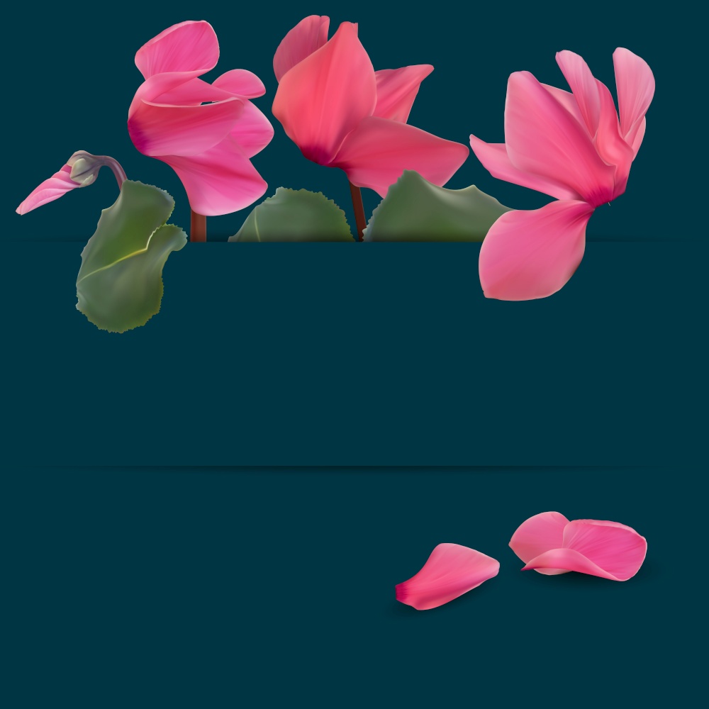 Realistic Natural Cyclamen Flower Background. Cyclamen background can be used for magazine, web, advertising. Vector Illustration EPS10. Realistic Natural Cyclamen Flower Background. Cyclamen background can be used for magazine, web, advertising. Vector Illustration
