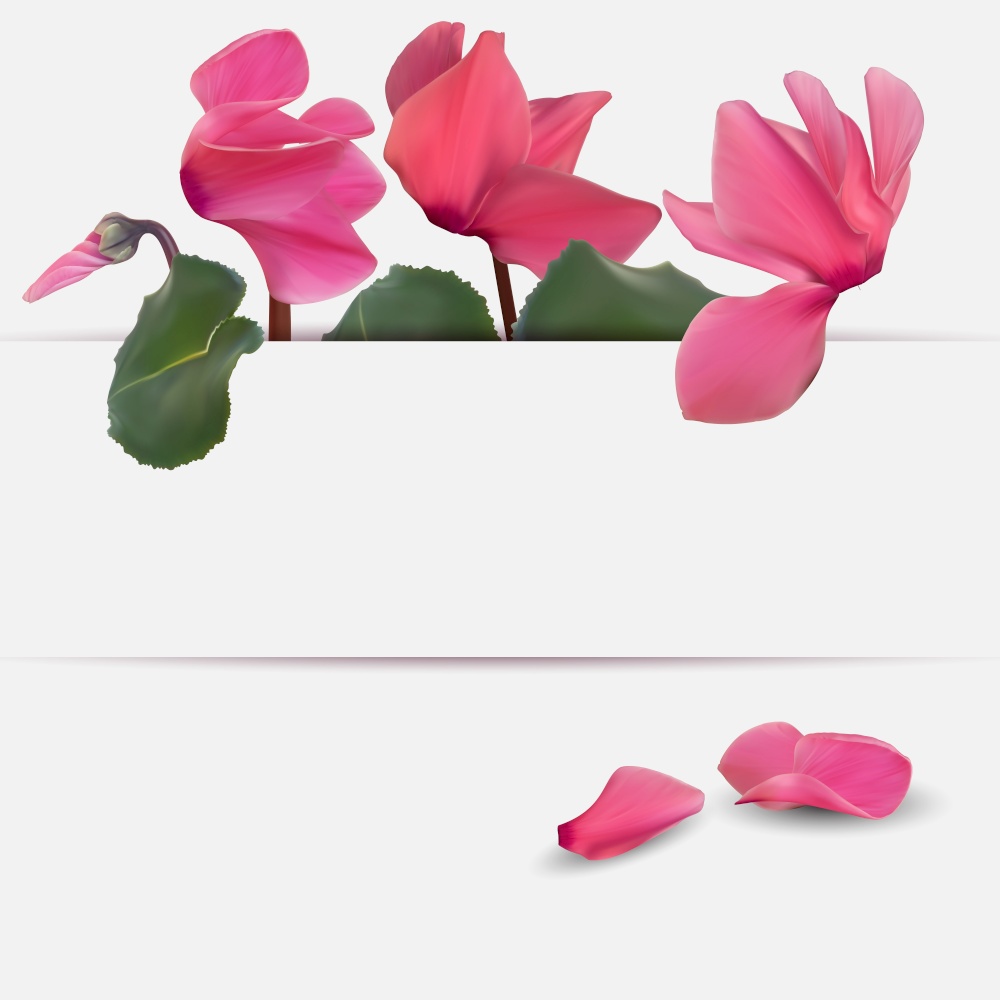 Realistic Natural Cyclamen Flower Background. Cyclamen background can be used for magazine, web, advertising. Vector Illustration EPS10. Realistic Natural Cyclamen Flower Background. Cyclamen background can be used for magazine, web, advertising. Vector Illustration