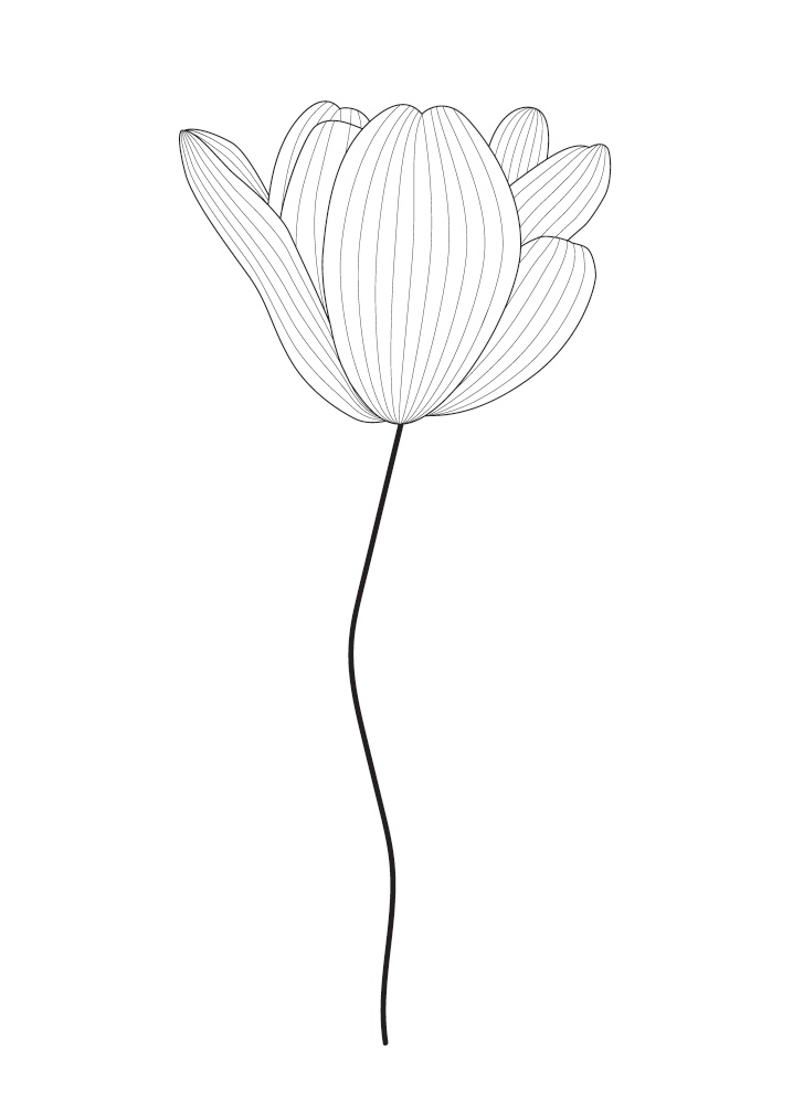 Drawn black and white tulip by contour line. Vector Illustration. EPS10. Drawn black and white tulip by contour line. Vector Illustration