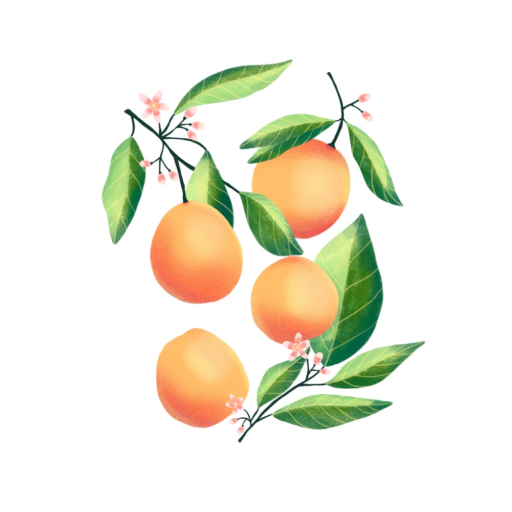 Peaches and apricots on tree branches. Isolated tropical summer fruit, abstract colorful hand drawn illustration.