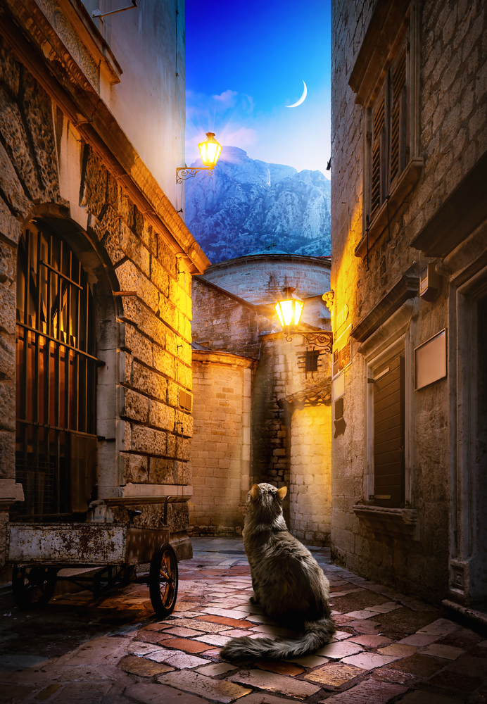 Cat on the old street in Kotor. Montenegro