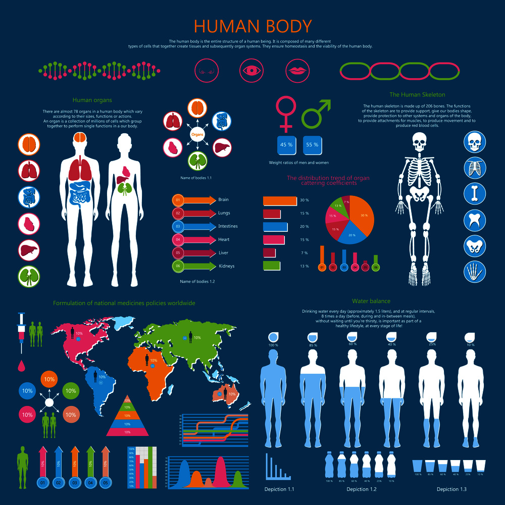 Human body infographic with organism structure, internal organs, whole skeleton, water balance and national medicine worldwide vector illustrations.. Human Body Detailed Infographic with Statistics