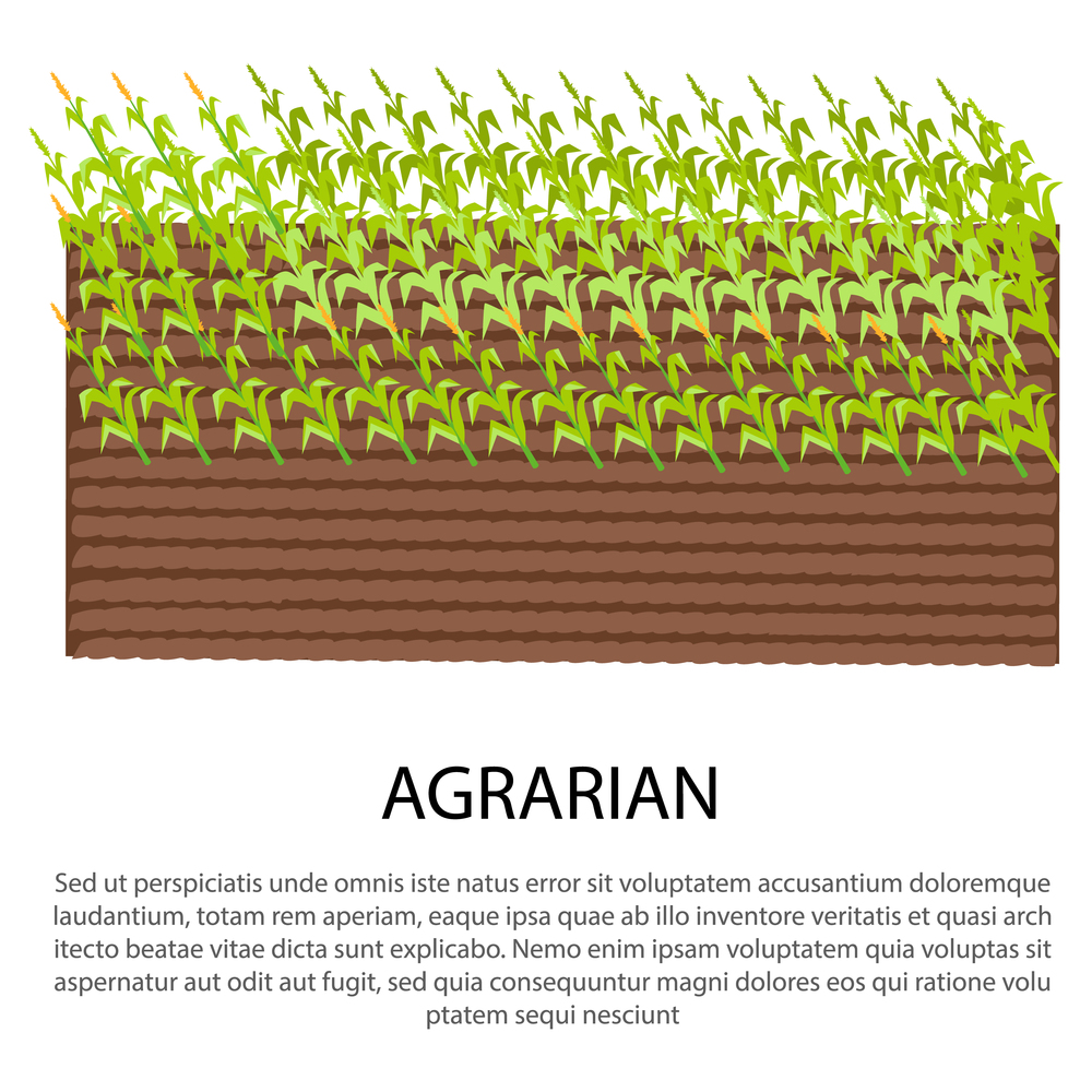 Agrarian poster with growing corn plants on spot of land vector illustration for web design. Poster in farming concept, add your text. Agrarian Poster with Growing Corn Plants