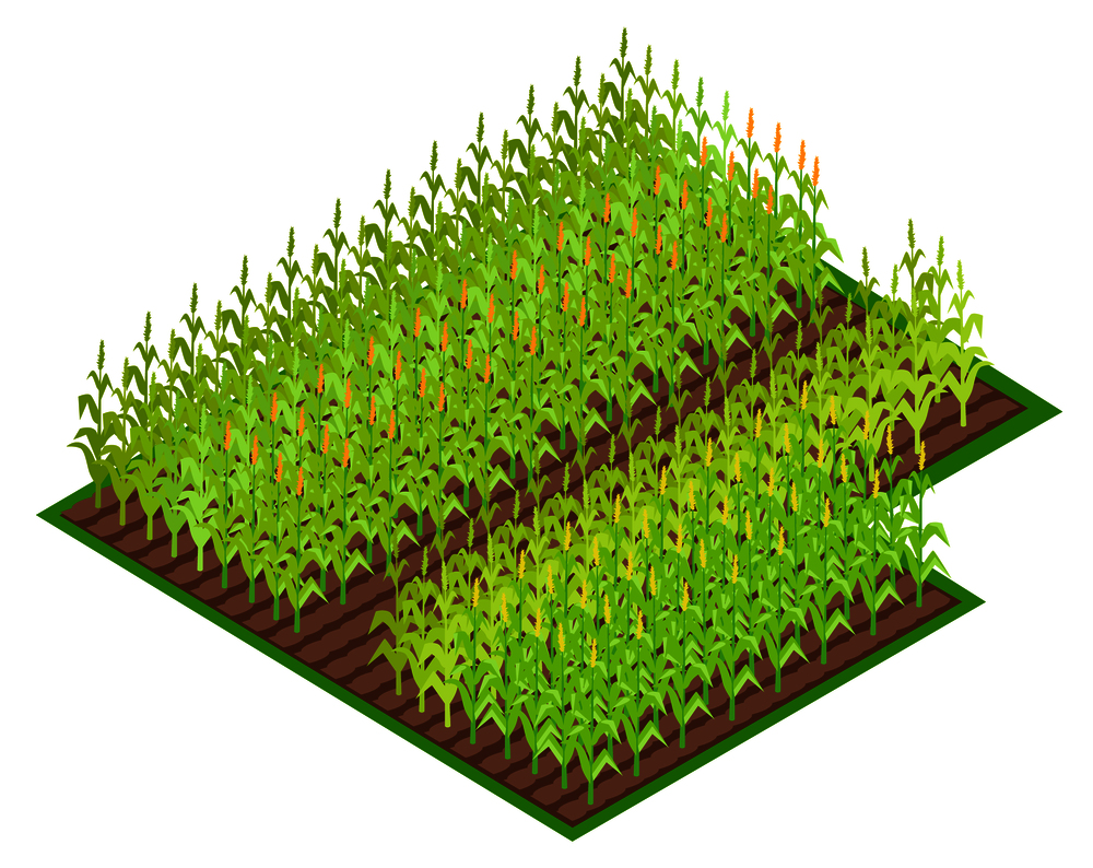 Field with growing corn crops with leaves isometric vector illustration. Soil part with many rows of mature and immature harvest of cereals. Field with Growing Corn Crops VectoI illustration