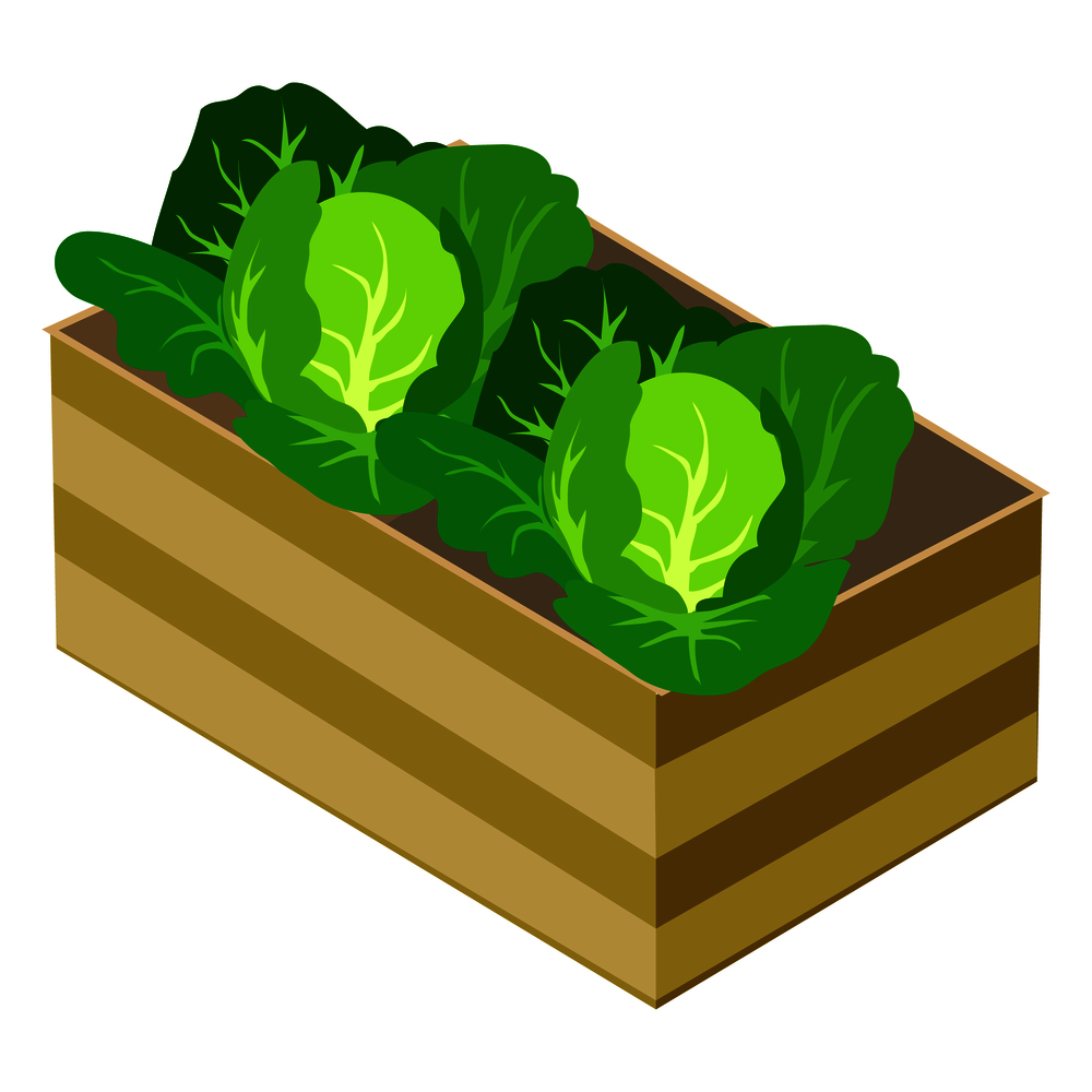 Green cabbages in wooden box isolated on white vector isometric illustration. Ecological vegetables and healthy eating template poster. Green Cabbages in Wooden Box Isolated on White