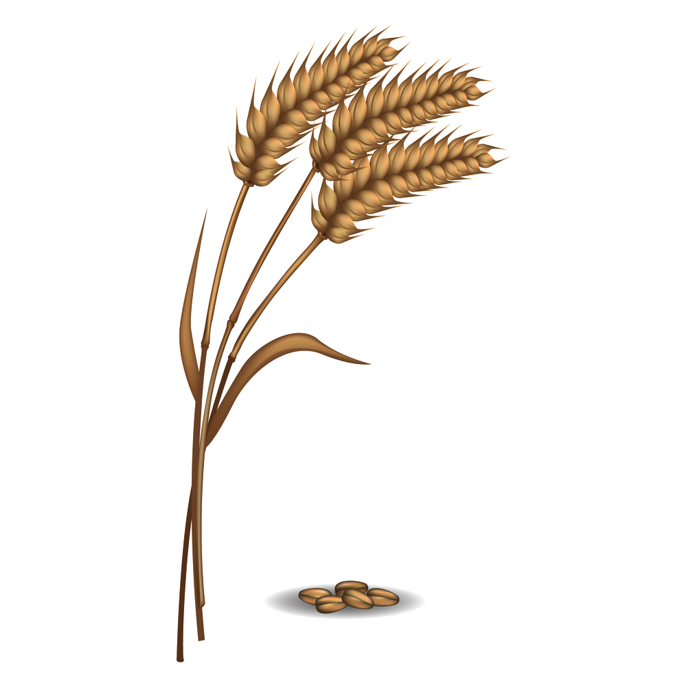 Harvest of three rye ears near pile of grains vector flat illustration. Closeup cereals type for preparing flour and various dishes. Harvest of Rye Ears near Pile of Grains Vector Poster