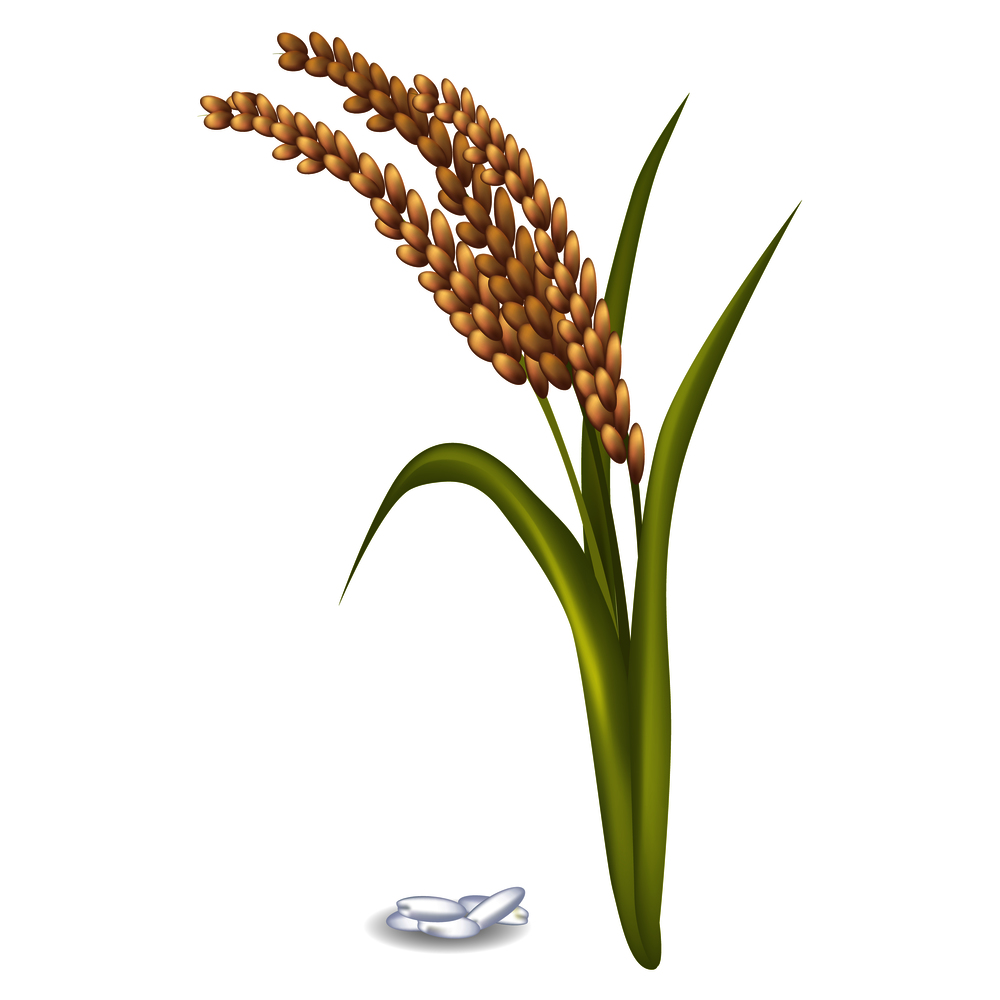 Paddy ears with long green leaves near rice grain pile on white vector poster in flat design. Agricultural product growing on land. Paddy Ears with Rice Grain Pile on White Poster