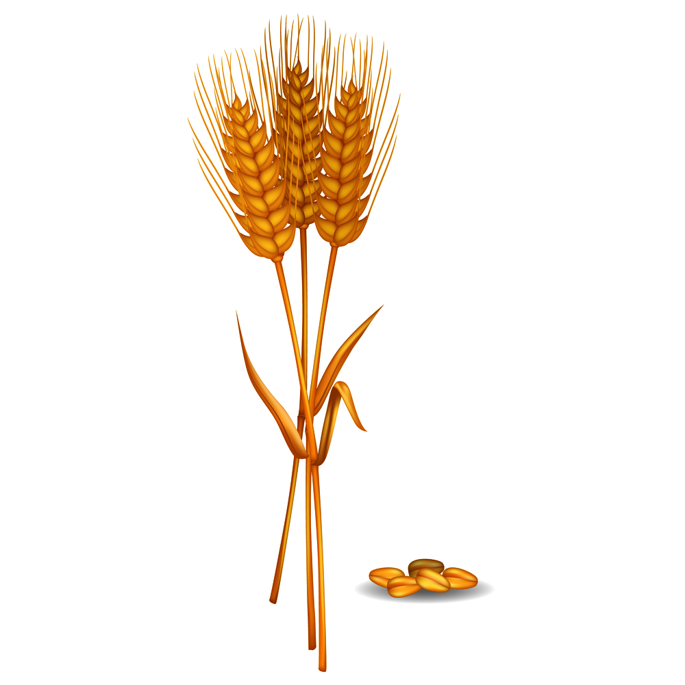 Wheat ears near grain pile isolated on white. Vector colorful illustration in flat design of cereals for making flour and baking bread. Wheat Ears near Grain pile Isolated on White