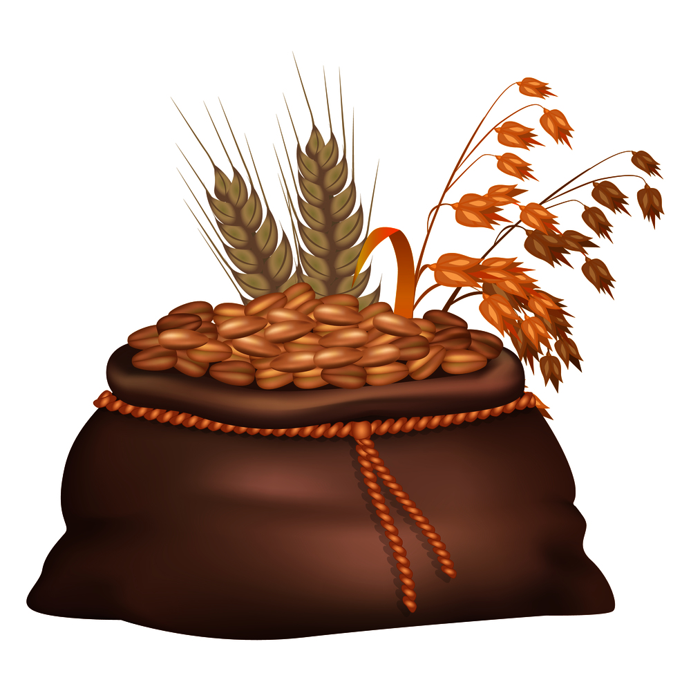 Rye grains in brown sack with its and oat ears on background isolated on white. Closeup vector illustration of crude crop harvest. Rye Grains in Brown Sack with its and Oat Ears