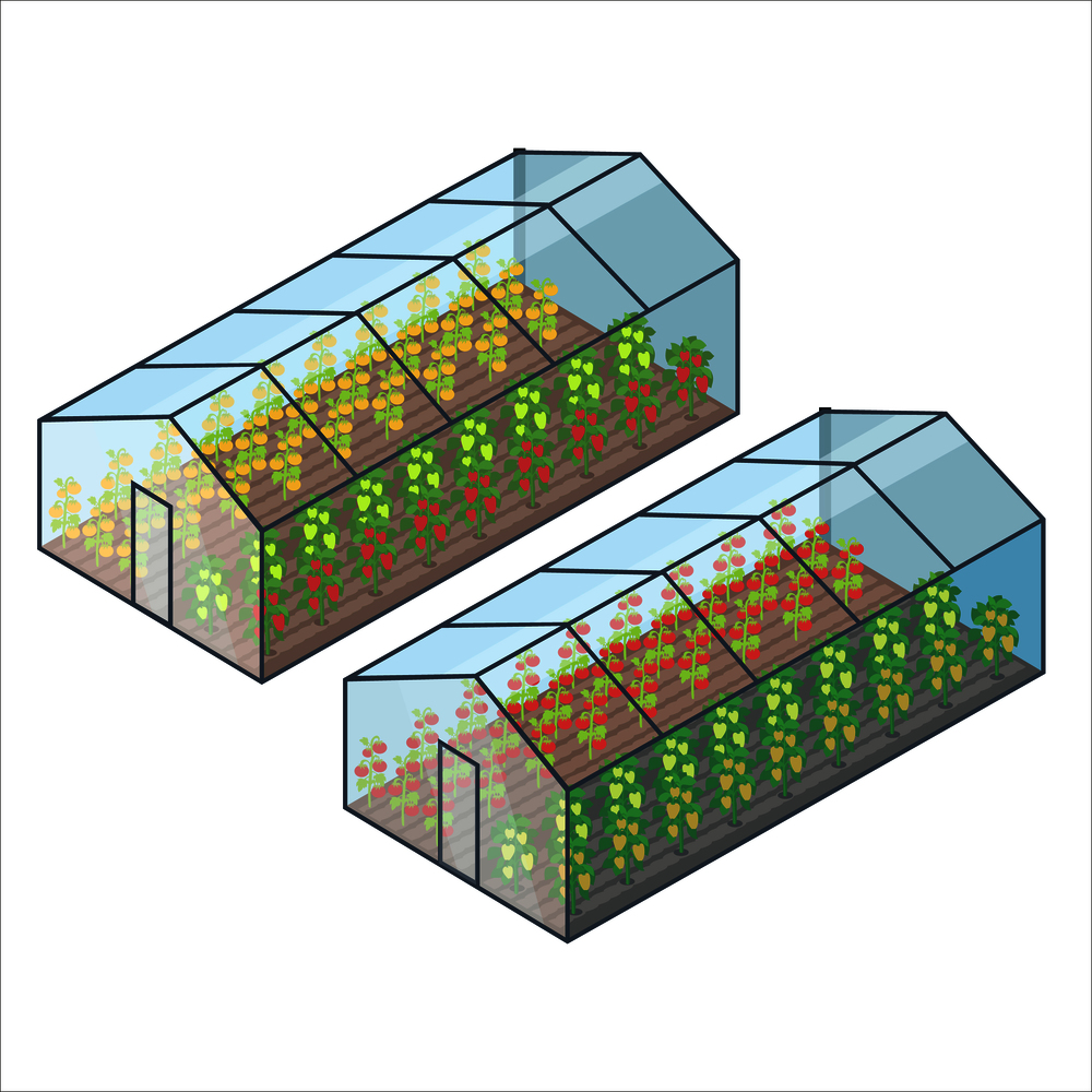 Big transparent greenhouse with tomatoes and bell pepper of several sorts planted in long beds isolated vector illustrations on white background.. Big Transparent Greenhouses with Vegetables Beds