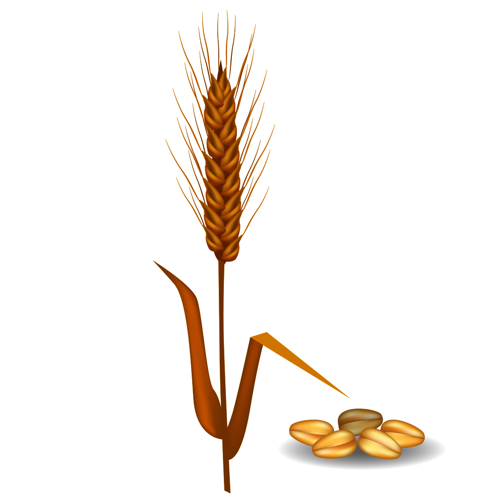 Barley ear with long leaves and crop near pile of grains vector flat poster on white. Closeup illustration of field cereals harvest. Barley Ear near Pile of Grains Poster on White