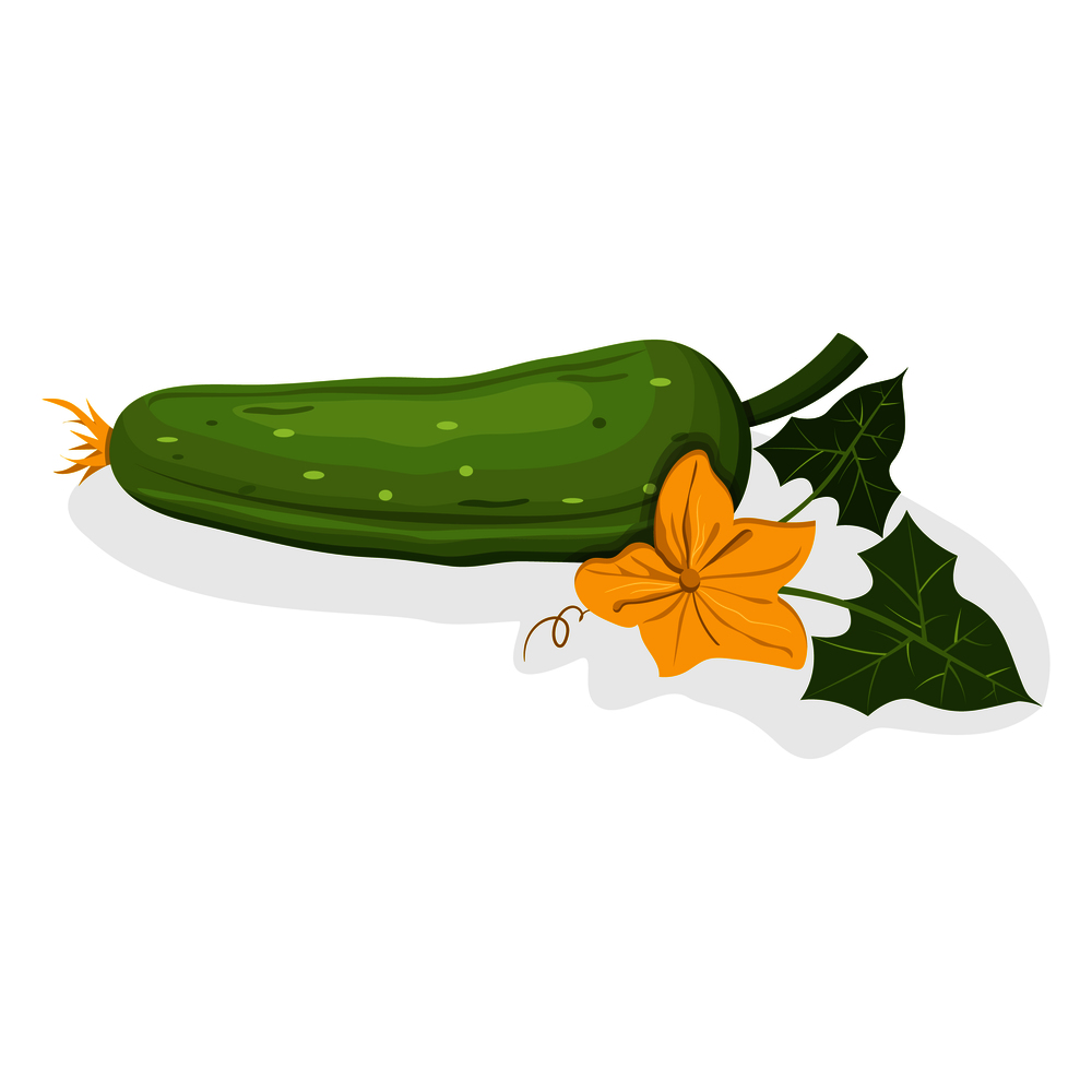 Whole cucumber with yellow flower and green leaves isolated on white. Vector colorful illustration of ripe and juicy agricultural product. Whole Cucumber with Yellow Flower on White