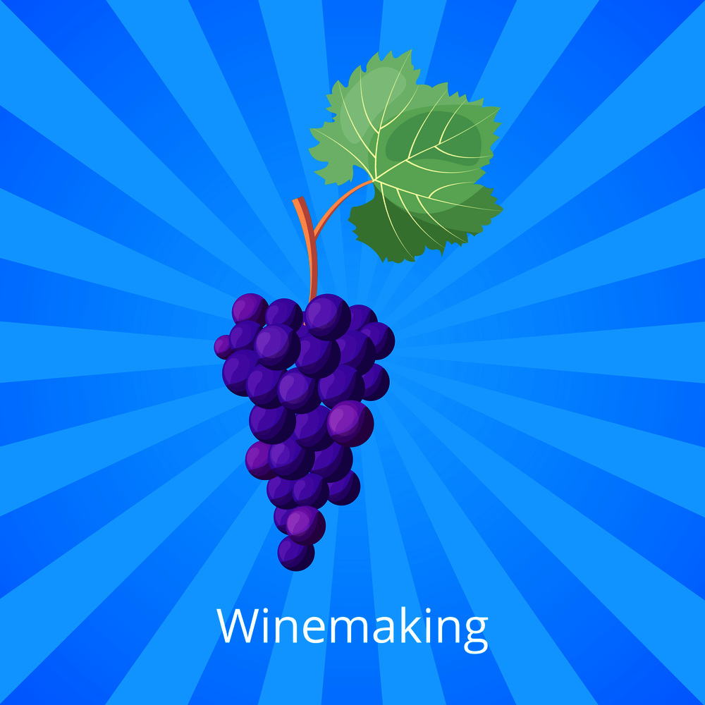 Winemaking process visualization with bunch of ripe purple grape with huge green leaf. Vector illustration with icon of berries on blue background. Winemaking Process Icon Vector Illustration