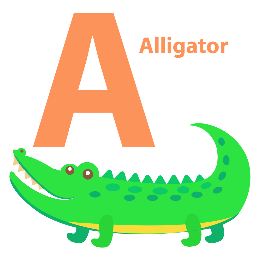 Alphabet for children A letter Alligator cartoon icon isolated on white. Green reptile with prickly back, funny crocodile. Cheerful alphabet with cute cartoon animals. Vector illustration banner. Alphabet for Children A letter Alligator Cartoon