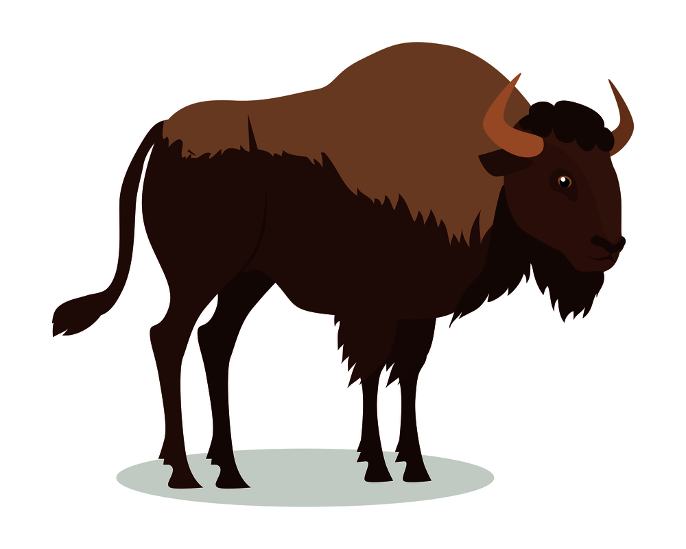 American bison cartoon character. Large bison male flat vector isolated on white. North America fauna. Buffalo icon. Animal illustration for zoo ad, nature concept, children book illustrating