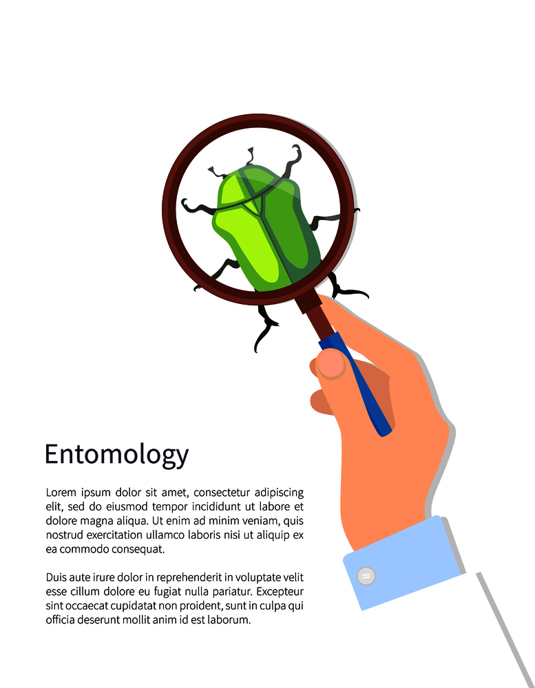 Entomology poster and text sample, entomology and hand of male with magnifying glass and beetle, bug of green color, isolated on vector illustration. Entomology Poster and Text Vector Illustration