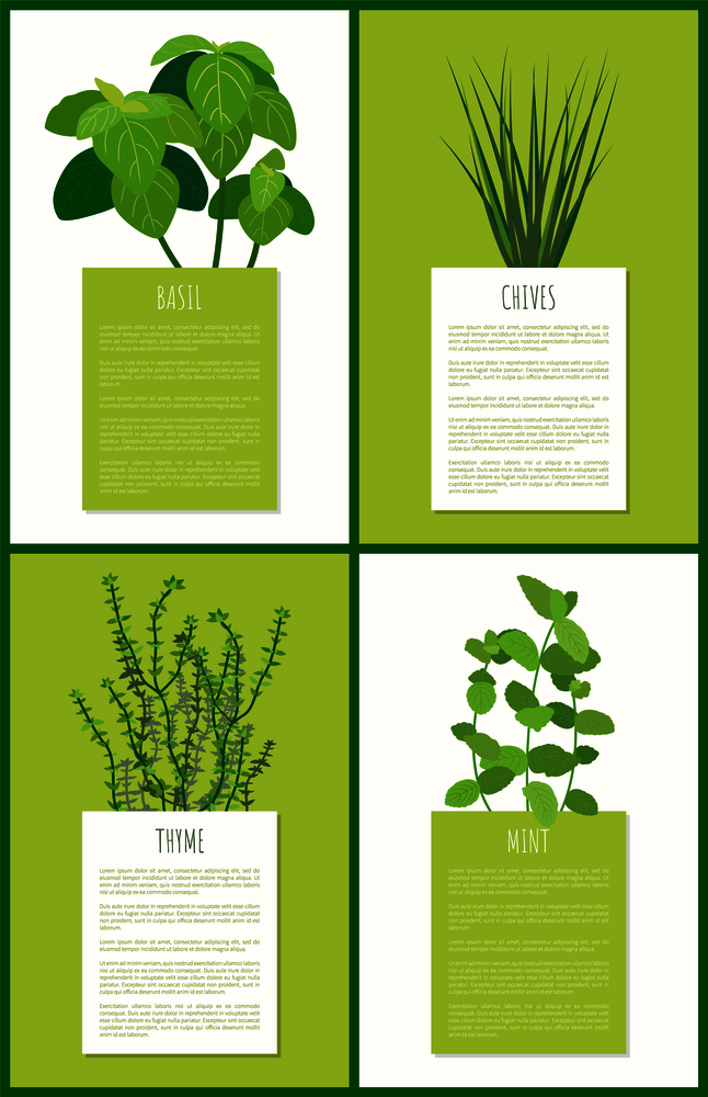 Basil chives thyme and mint aroma spices plants vector illustration with fresh flavor herbs, tasty ingredients set herbal flower for cooking meal condiments. Basil Chives Thyme and Mint Aroma Spices Plants