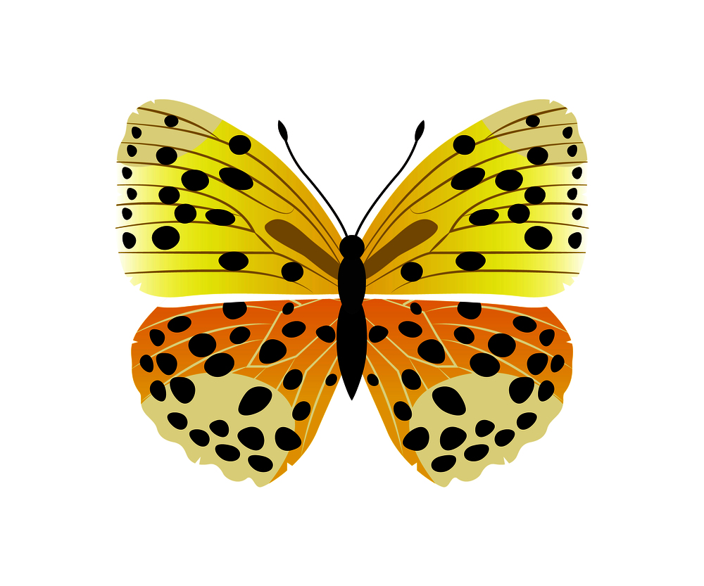 Lycaena butterfly of yellow color with black dots, lycaena type, creature with antenna vector illustration isolated on white background. Lycaena Butterfly Yellow, Vector Illustration